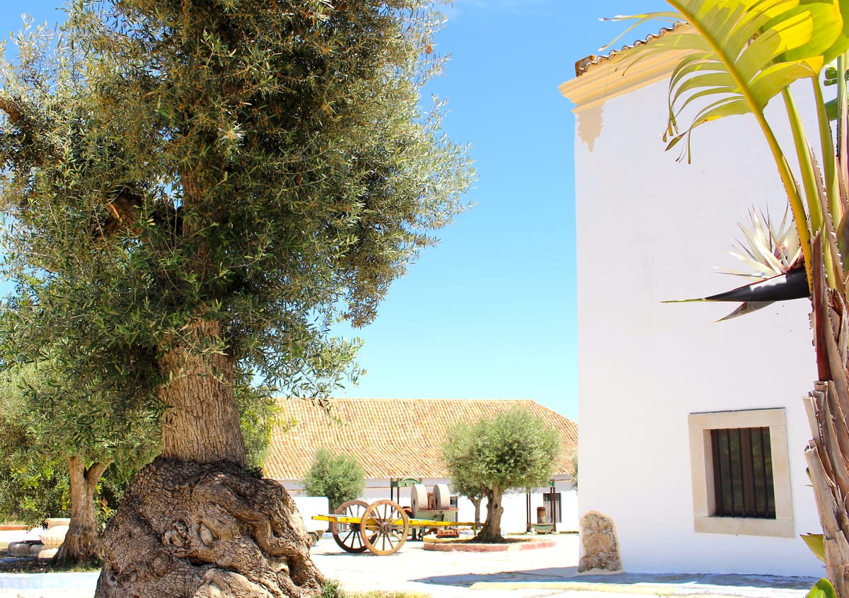 Hotel Capela Das Artes, Algarve, Portugal — 5